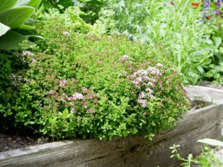 Oregano compacte vorm