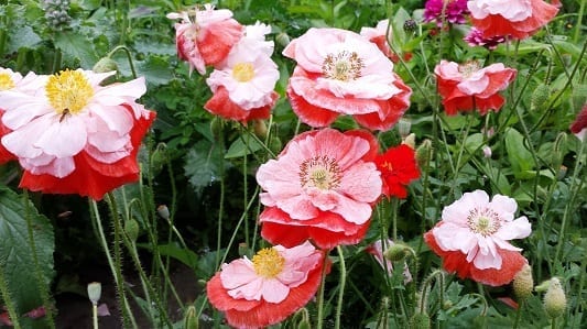 Papaver rhoeas Falling in Love meer