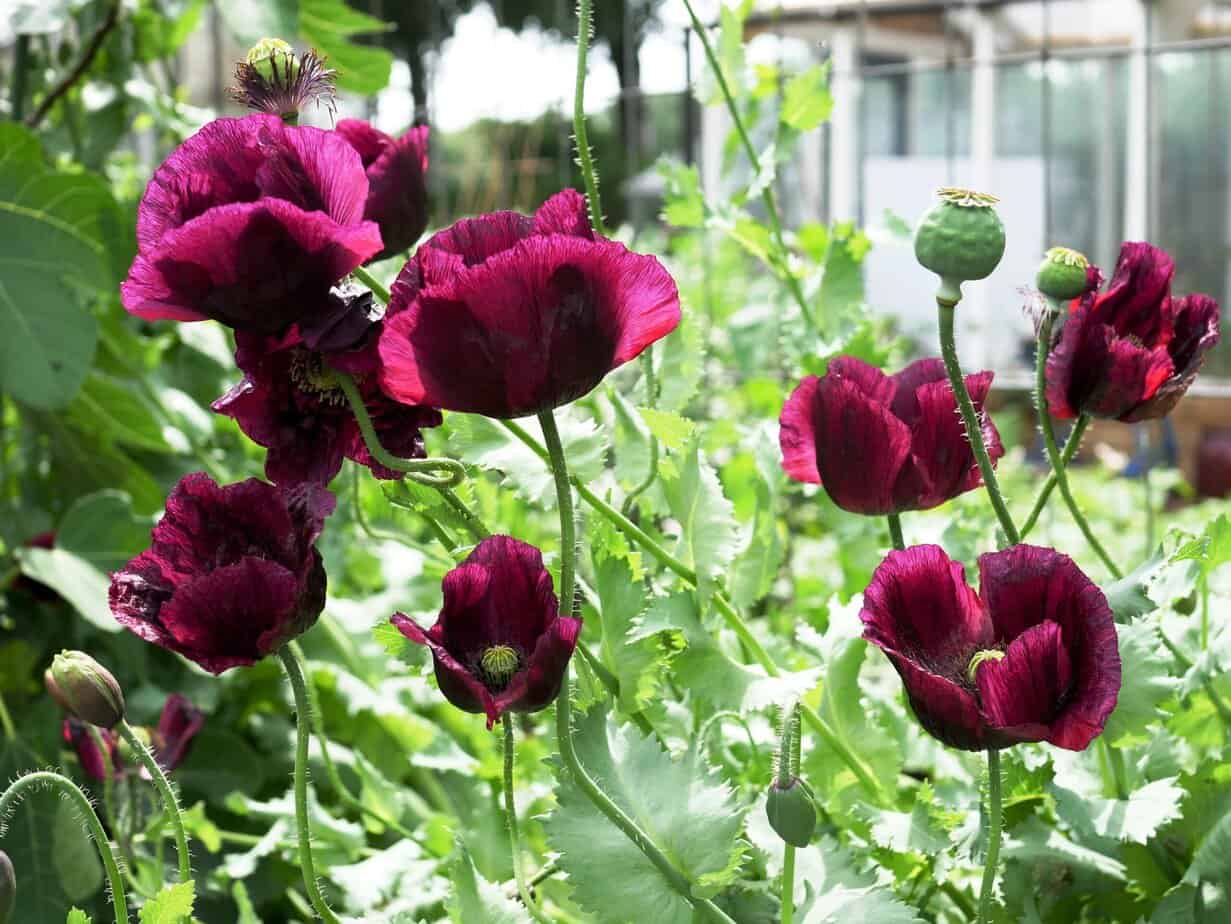 Papaver Lauren's Grape