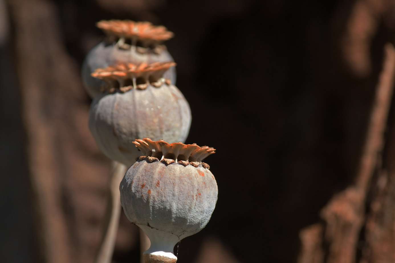Papaver somniferum zaaddozen