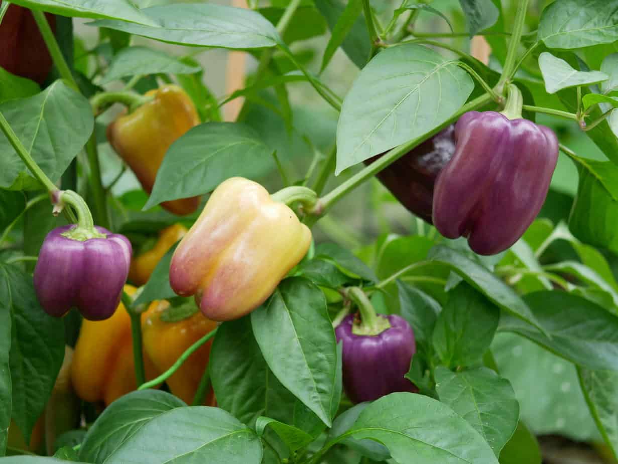 Diefjes in jonge paprika en peperplanten Diana's mooie moestuin
