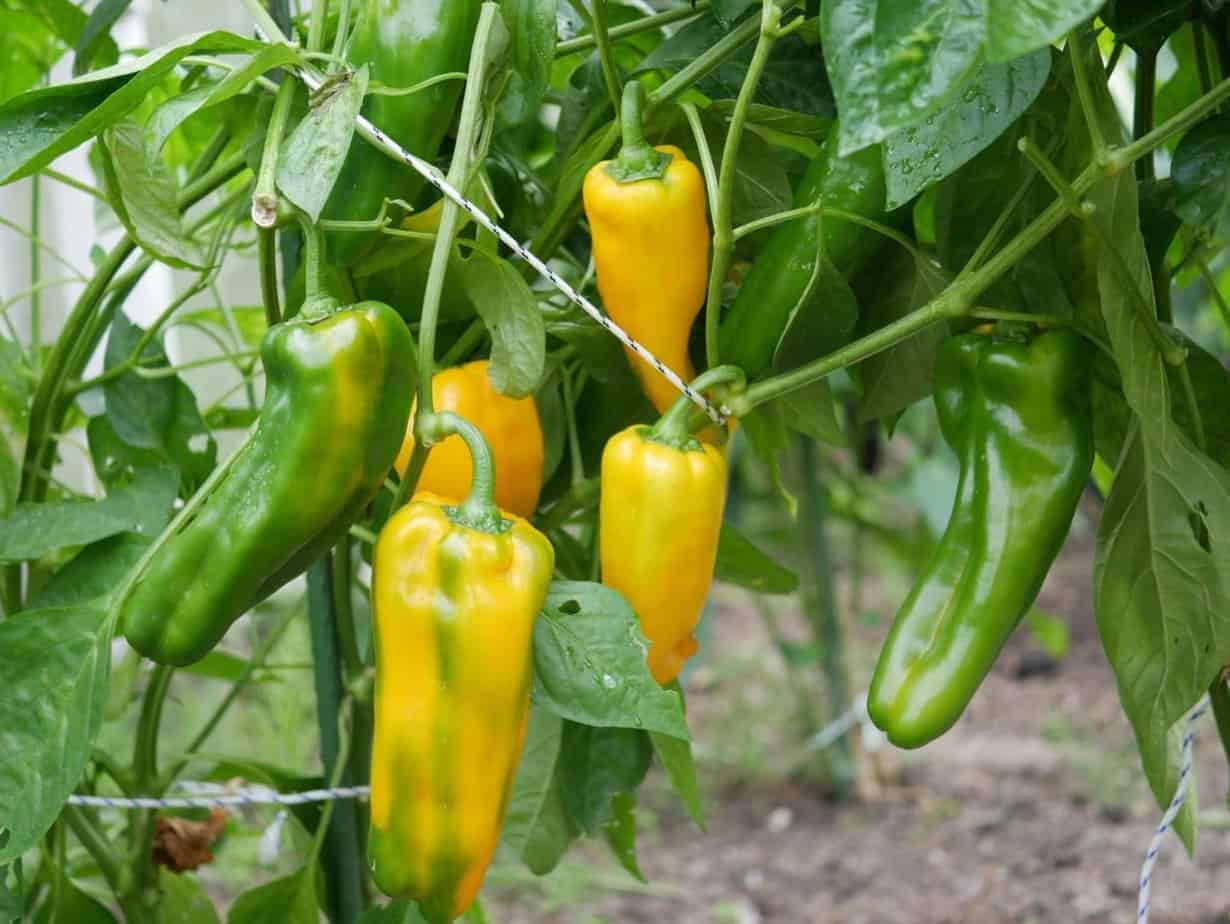 Paprika - Diana&amp;#39;s mooie moestuin