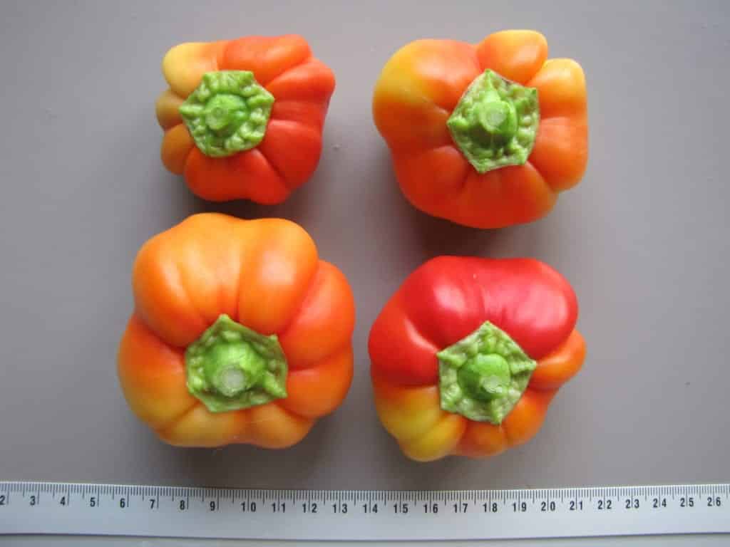 Rotundum - Diana&amp;#39;s mooie moestuin