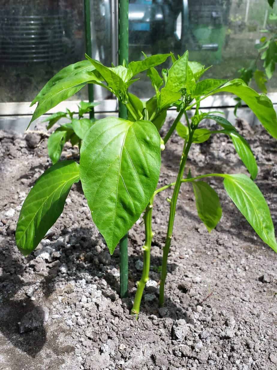 Diefjes in jonge paprika en peperplanten Diana's mooie moestuin