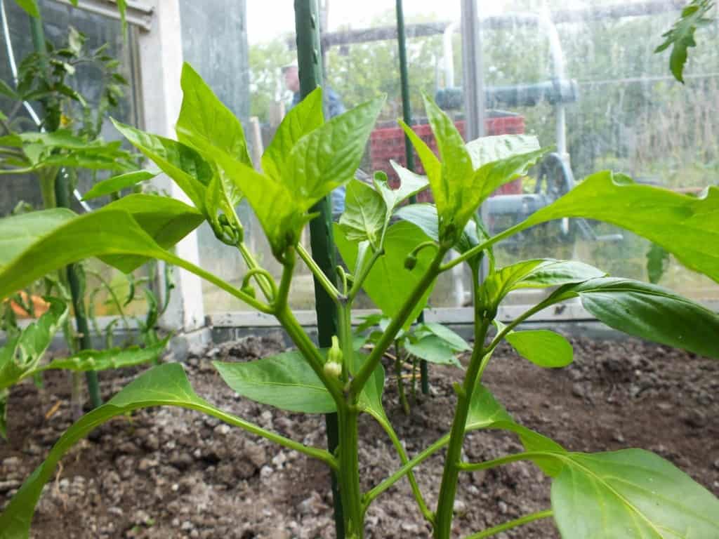 Diefjes in jonge paprika en peperplanten Diana's mooie moestuin