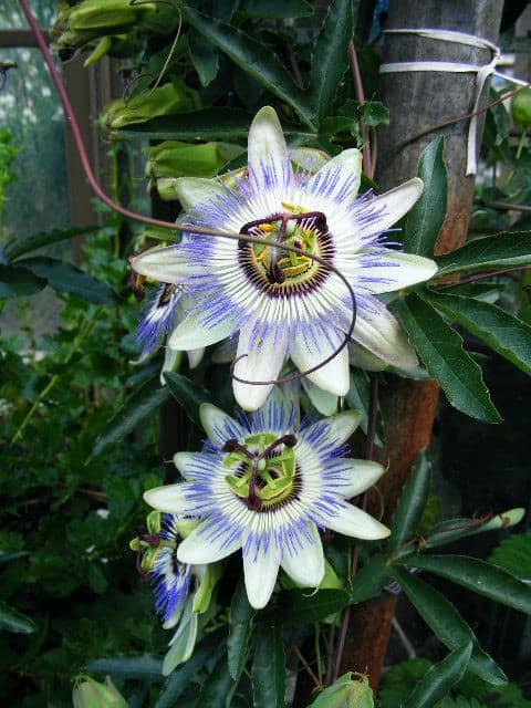 Passiflora caerulea 