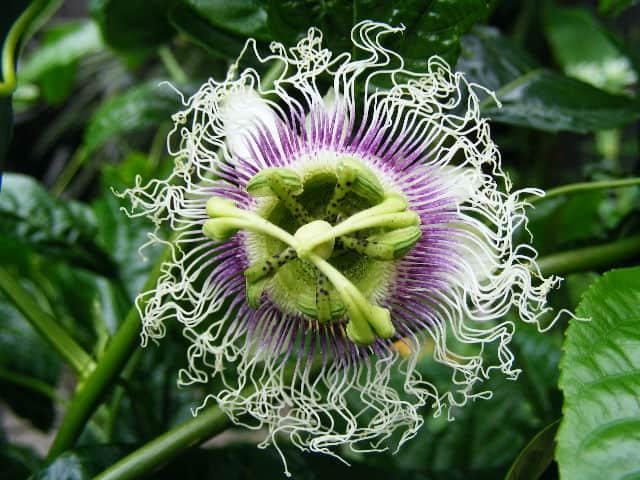 Passiflora edulis