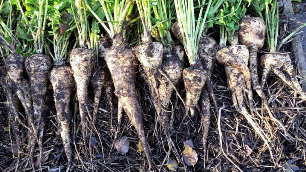 Pastinaak Diana S Mooie Moestuin