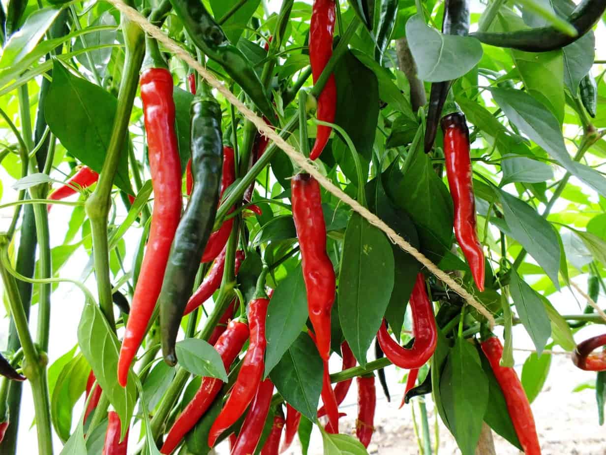 Cayenne Ring of Fire