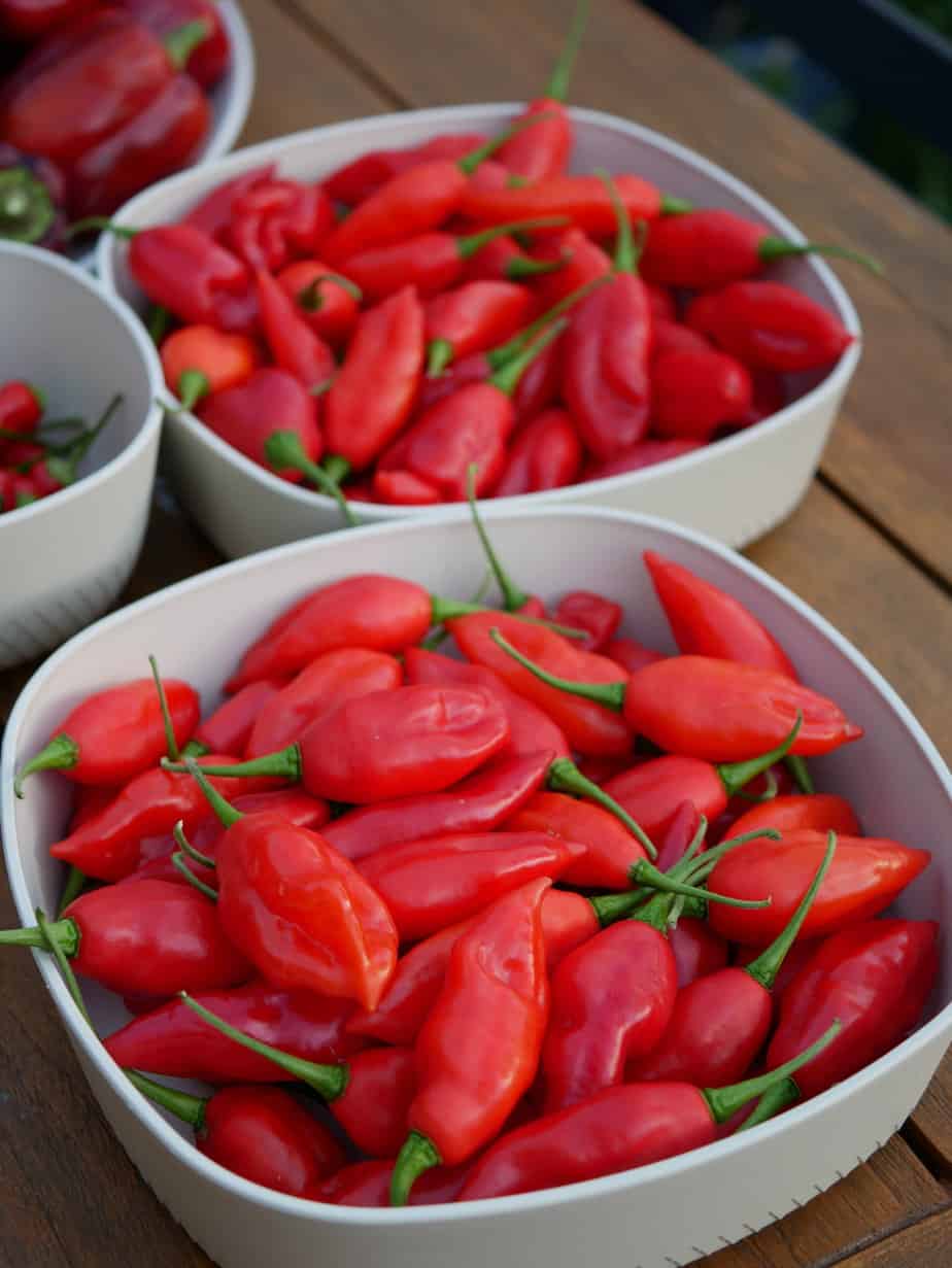 Peper Habanero Paper Lantern Diana's mooie moestuin