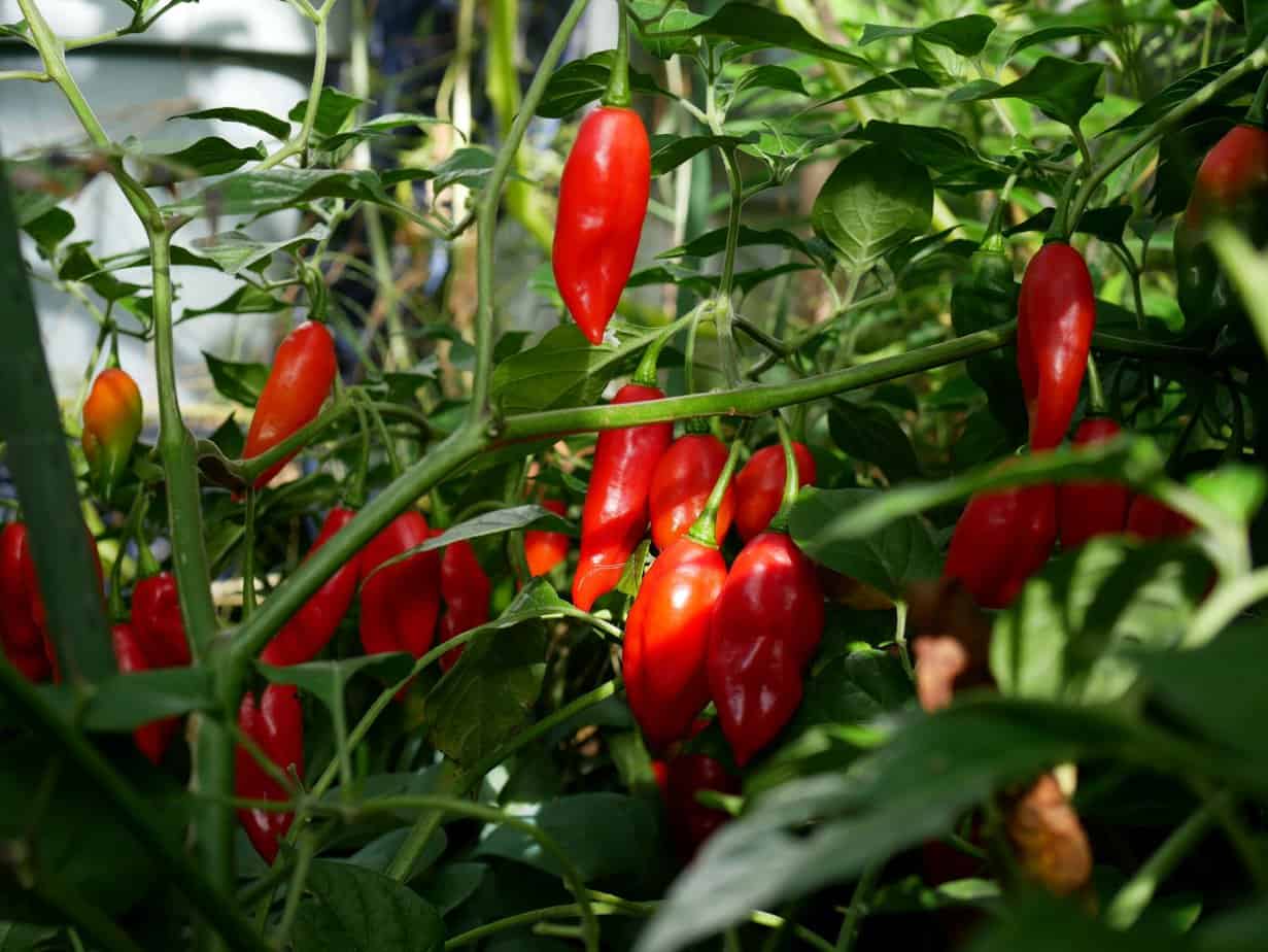 Peper Habanero Paper Lantern Diana's mooie moestuin