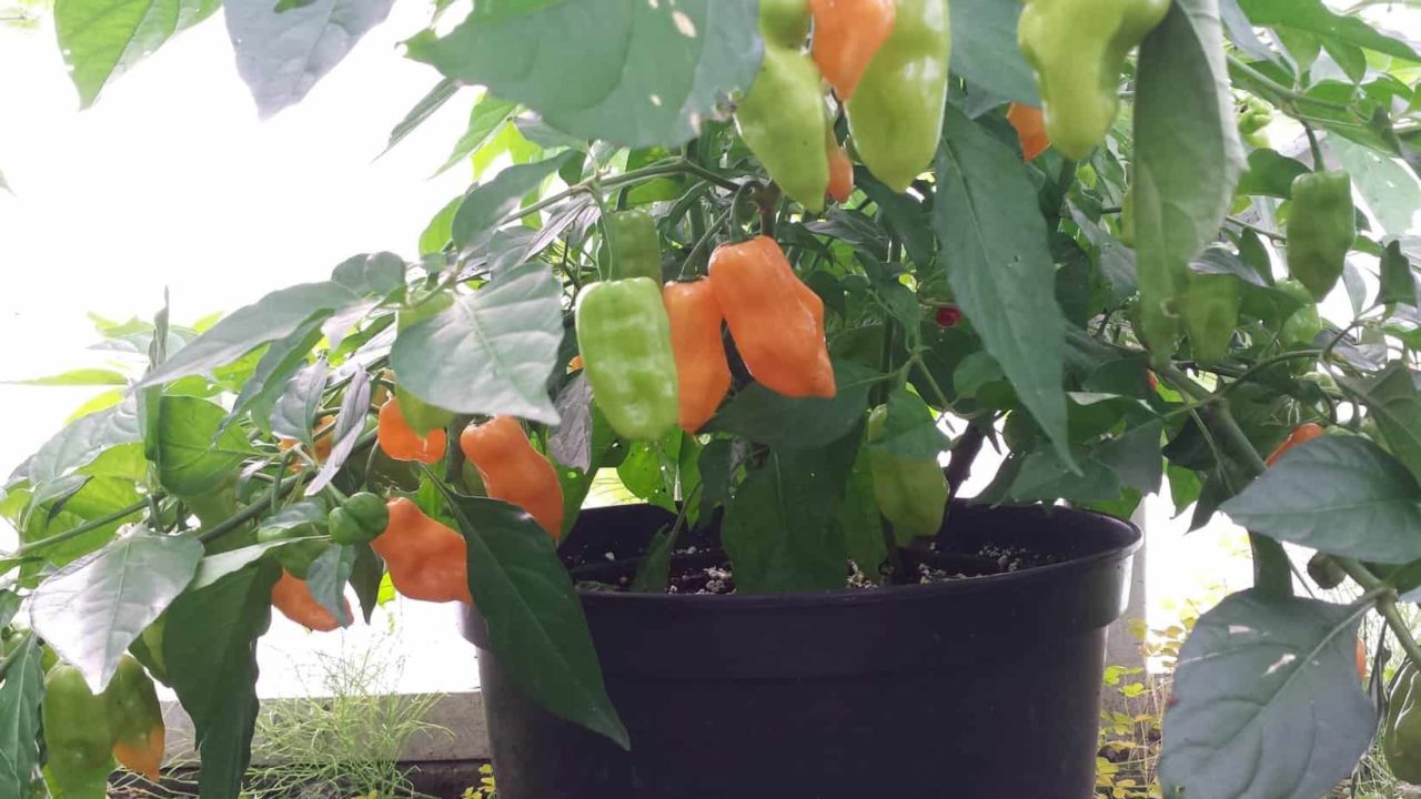 Habanero in pot