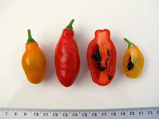 Peper Mini Rocoto