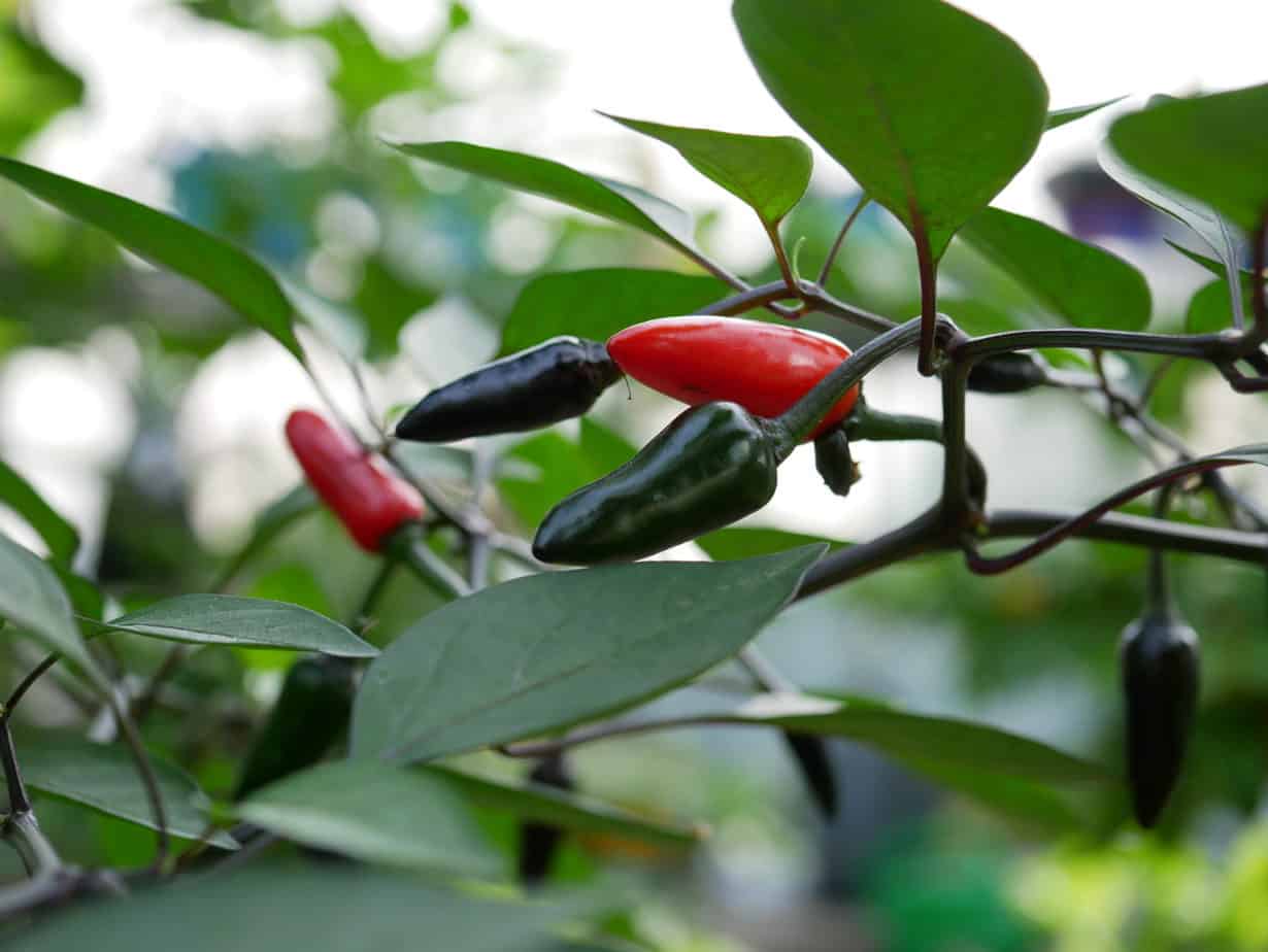 Mirabilis Diana's mooie moestuin