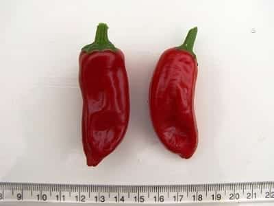 Piment de la Bresse Diana's mooie moestuin