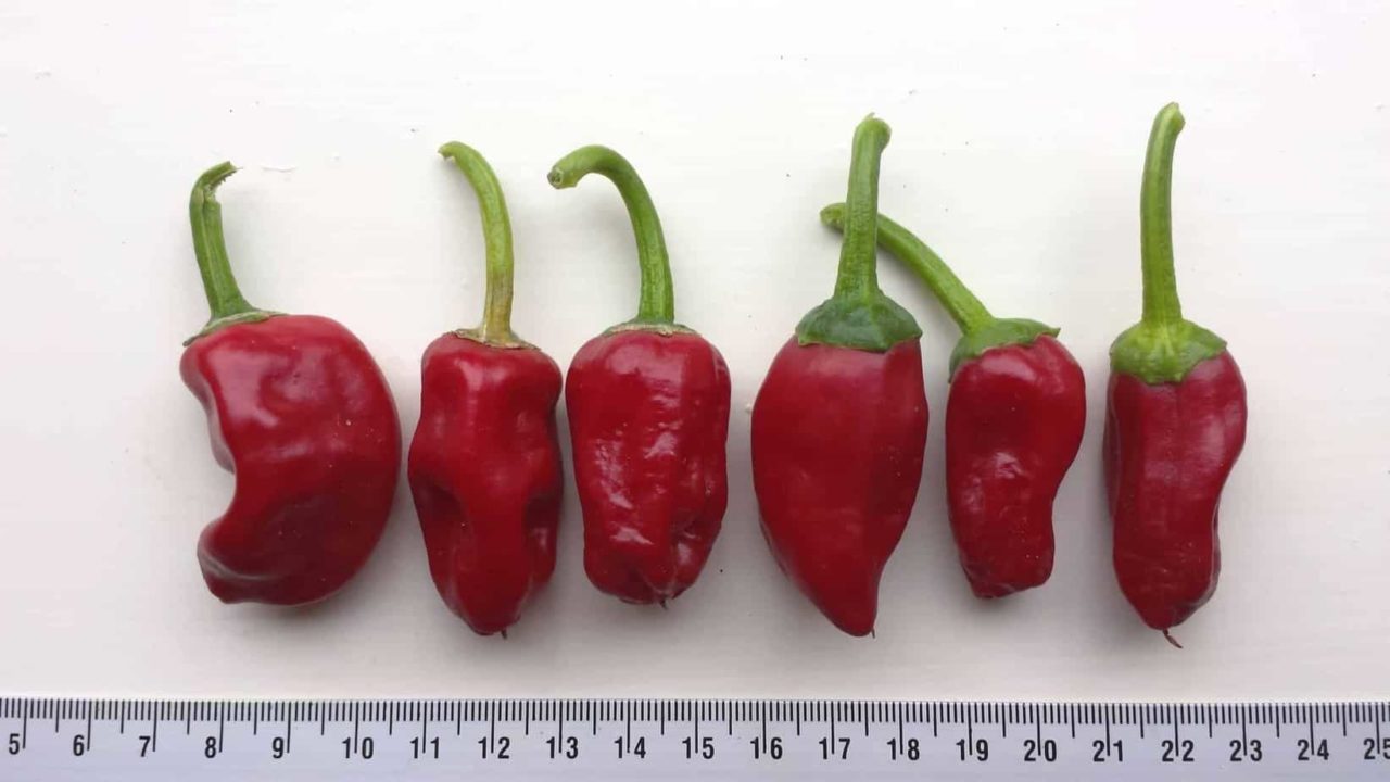 Piment de la Bresse Diana's mooie moestuin