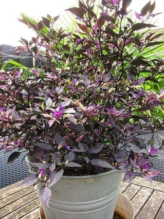 Peper Purple Flash plant in pot