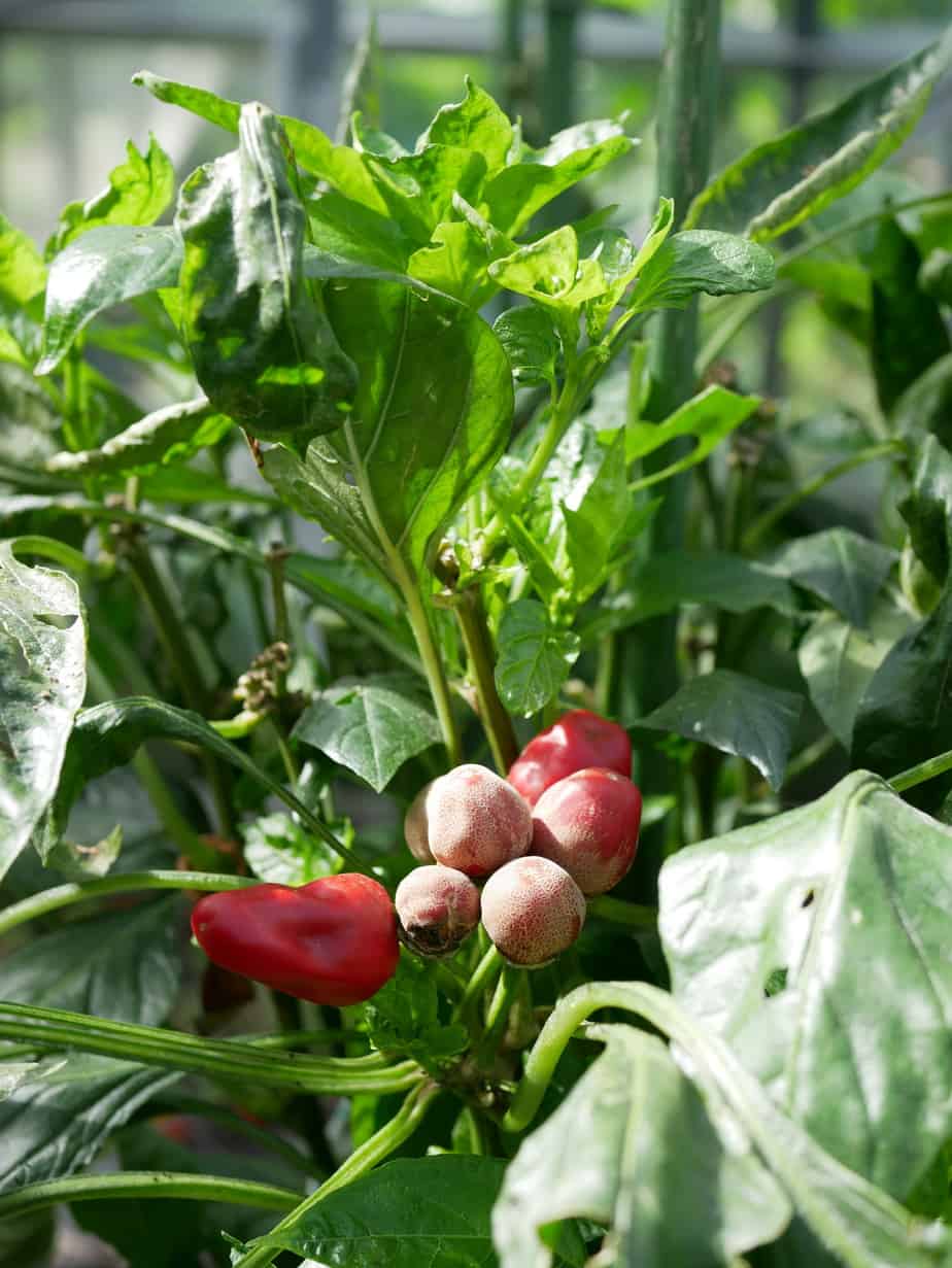 Peper Turkish Flower Biber