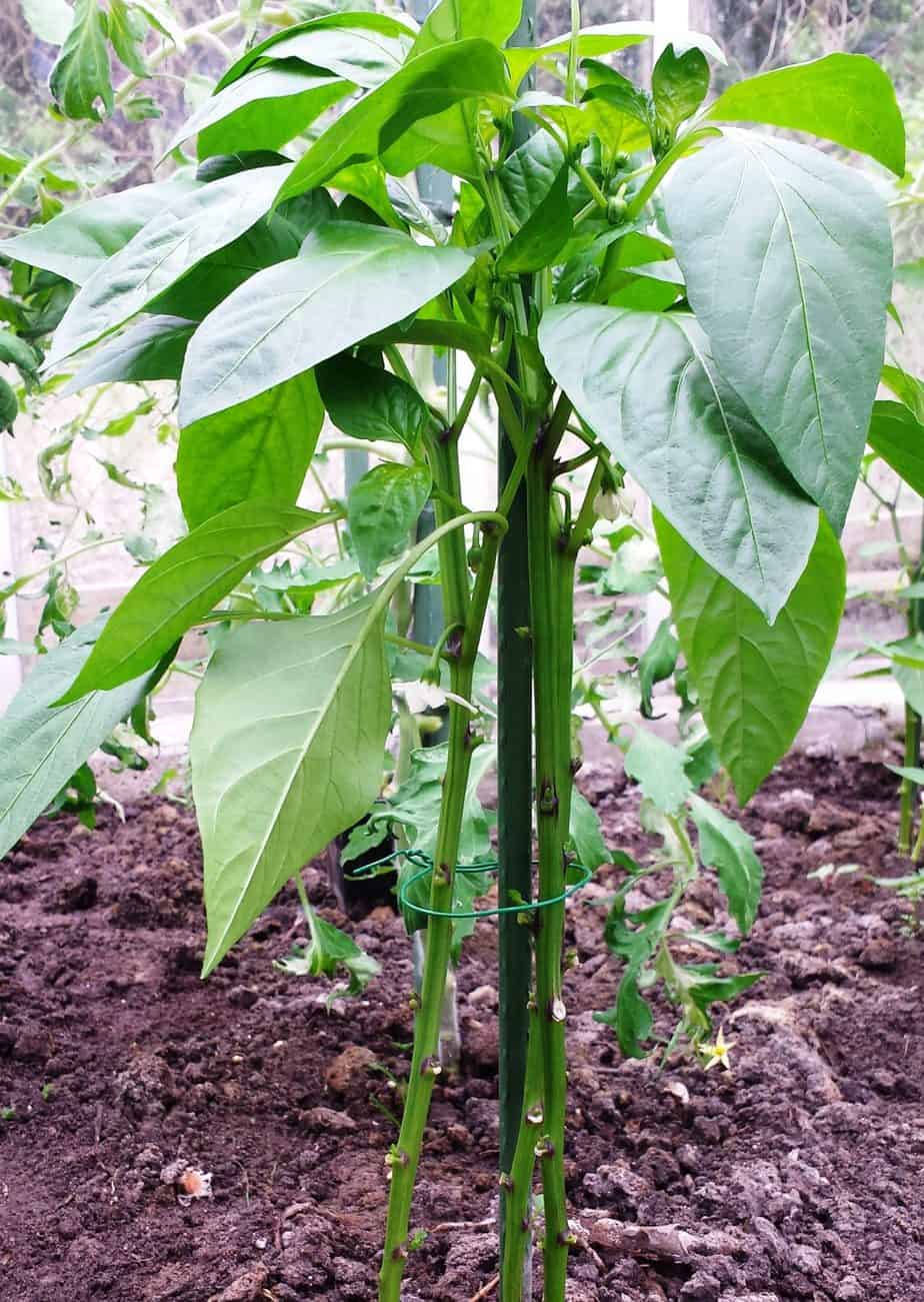 Diefjes in jonge paprika en peperplanten Diana's mooie moestuin
