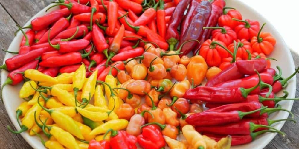 verwijderen samenwerken Situatie Peper - Diana's mooie moestuin