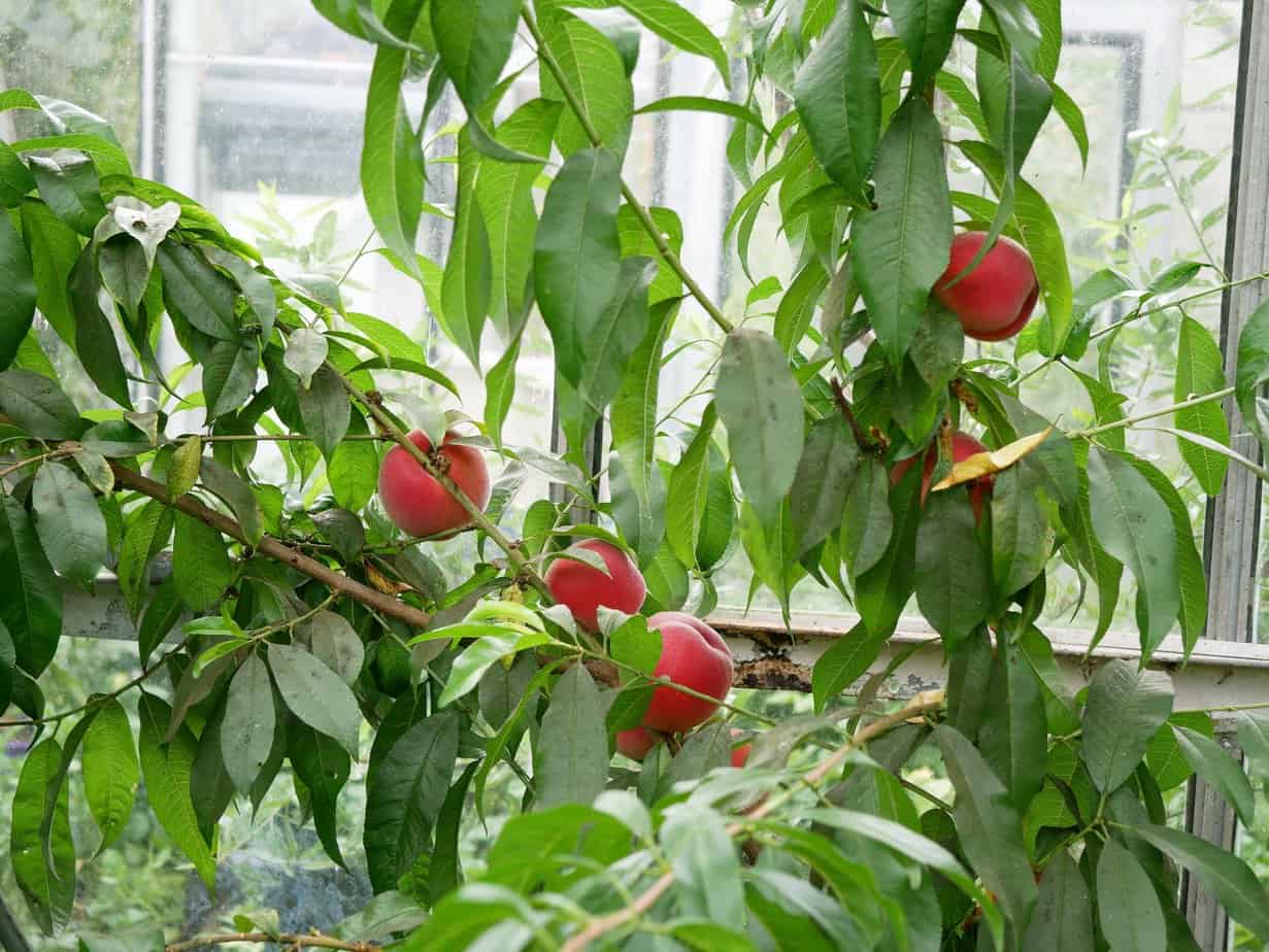 Perziken aan boom kas