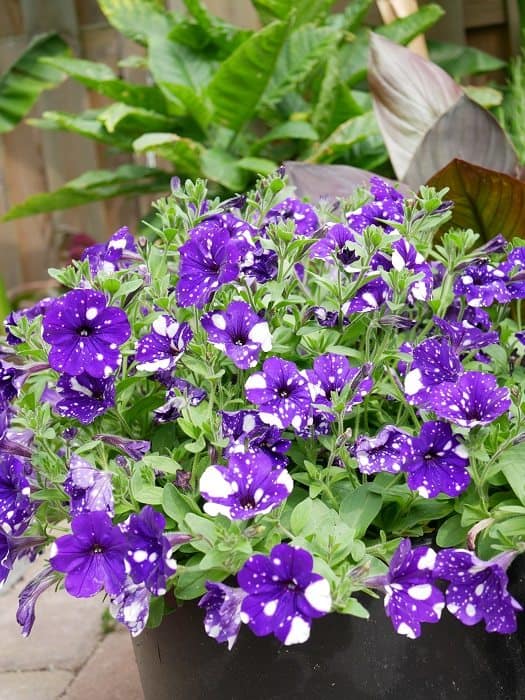 Handvol Verdachte alleen Bloemen in potten - Diana's mooie moestuin