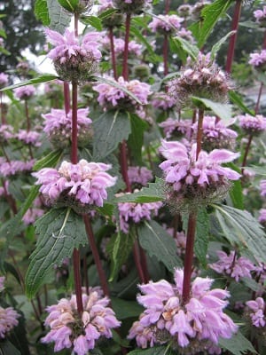 Phlomis tuberosa