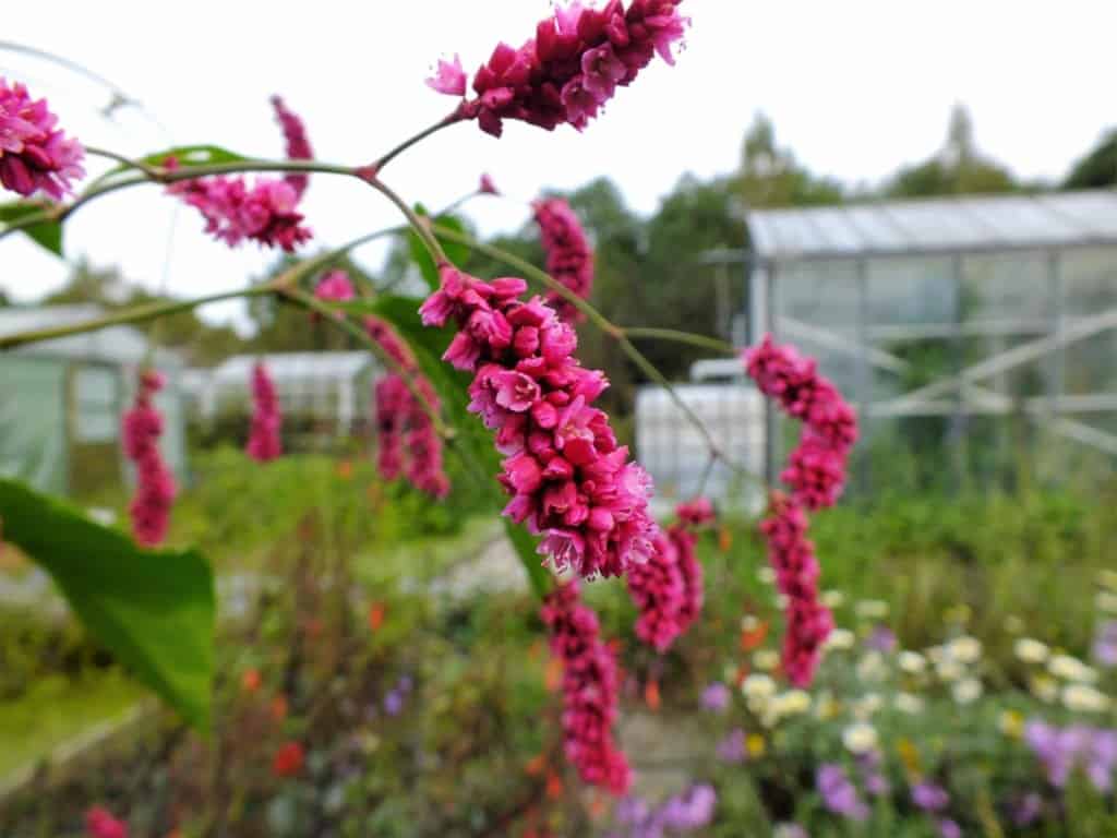 Polygonum orientale