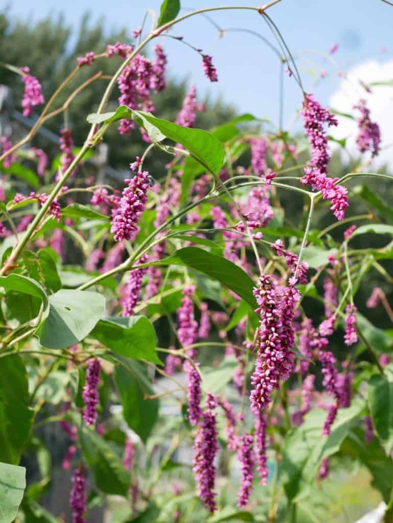 Polygonum orièntale 2