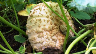 Pompoen Galeux dEysine