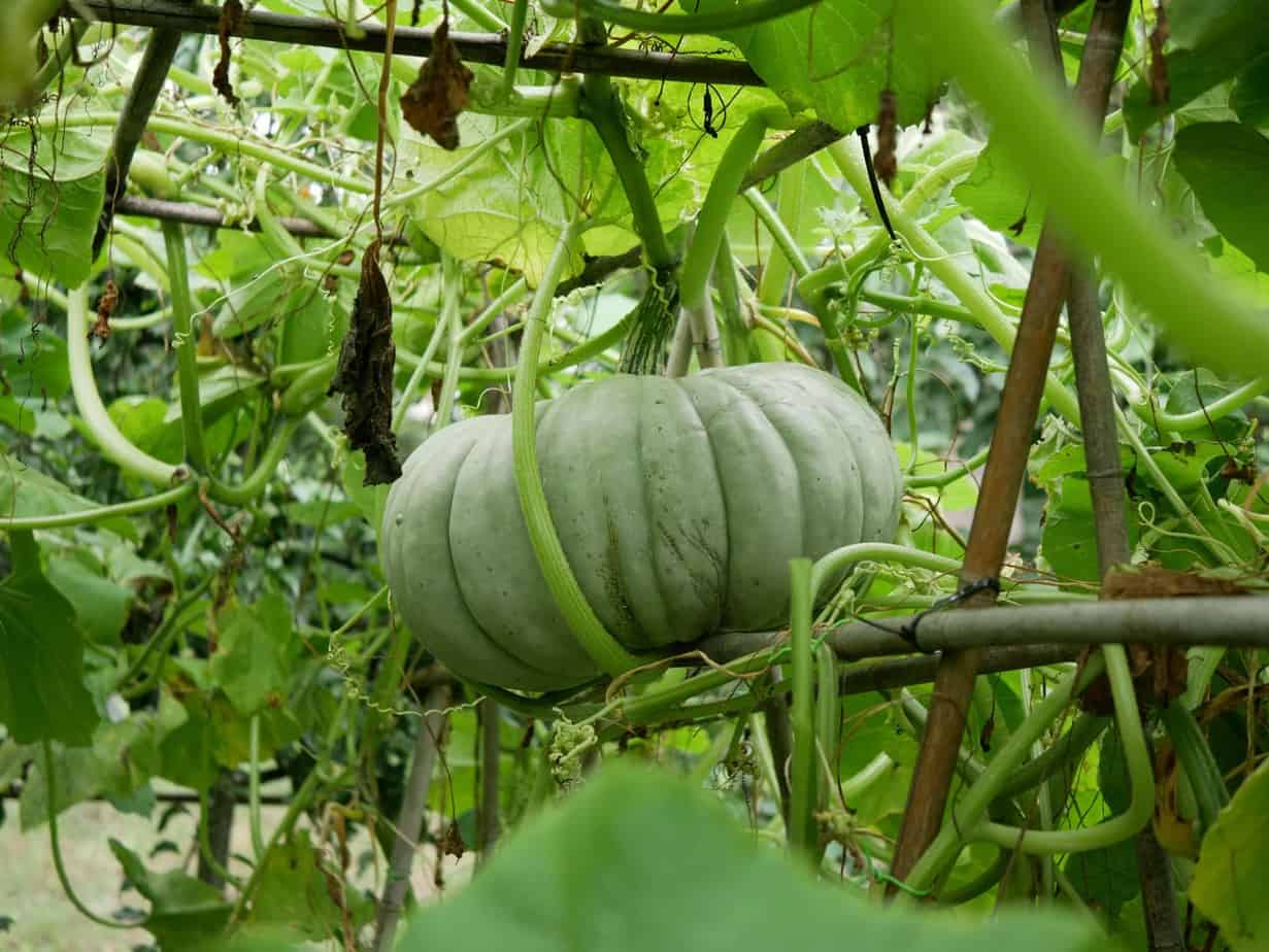 Anekdote Arthur Vervolg Pompoen - Diana's mooie moestuin