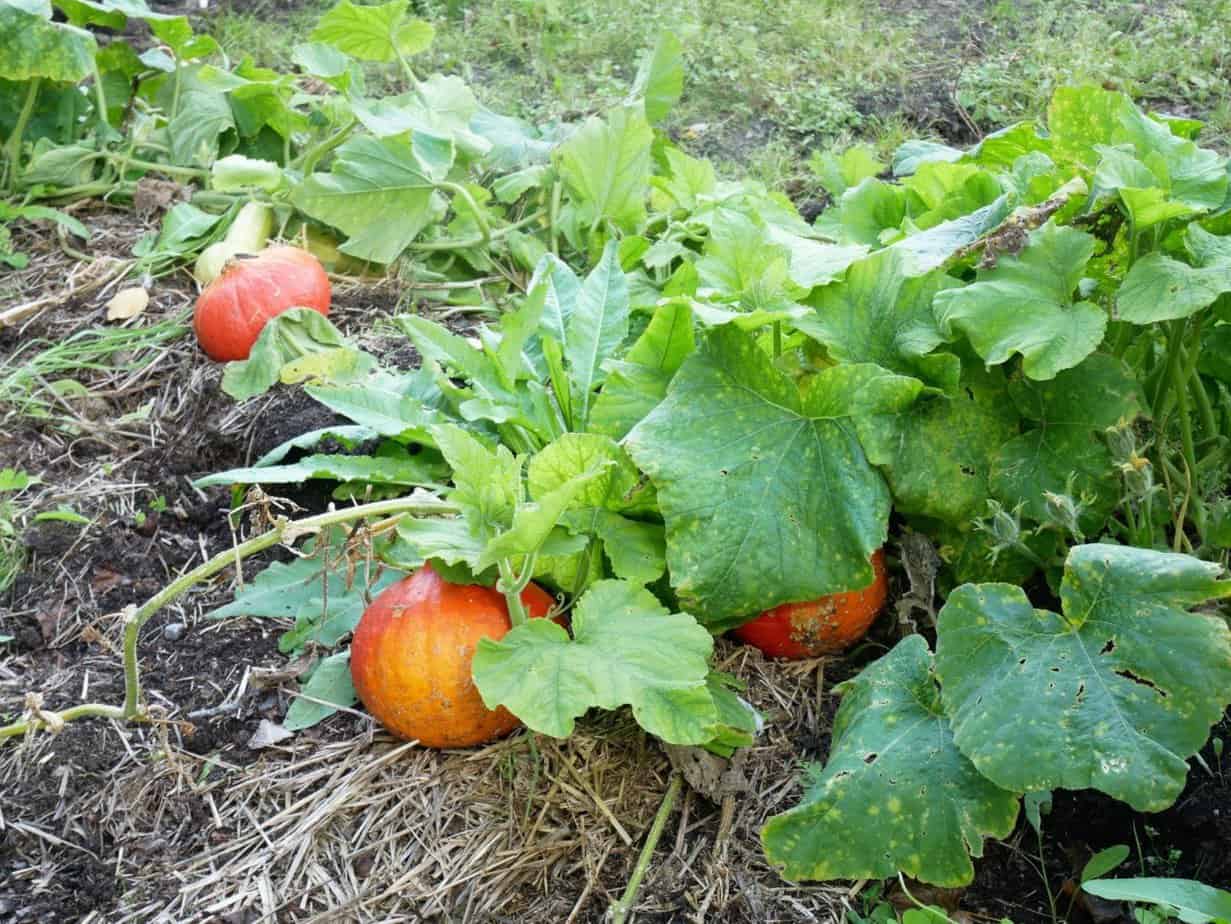 Pompoenen herfst