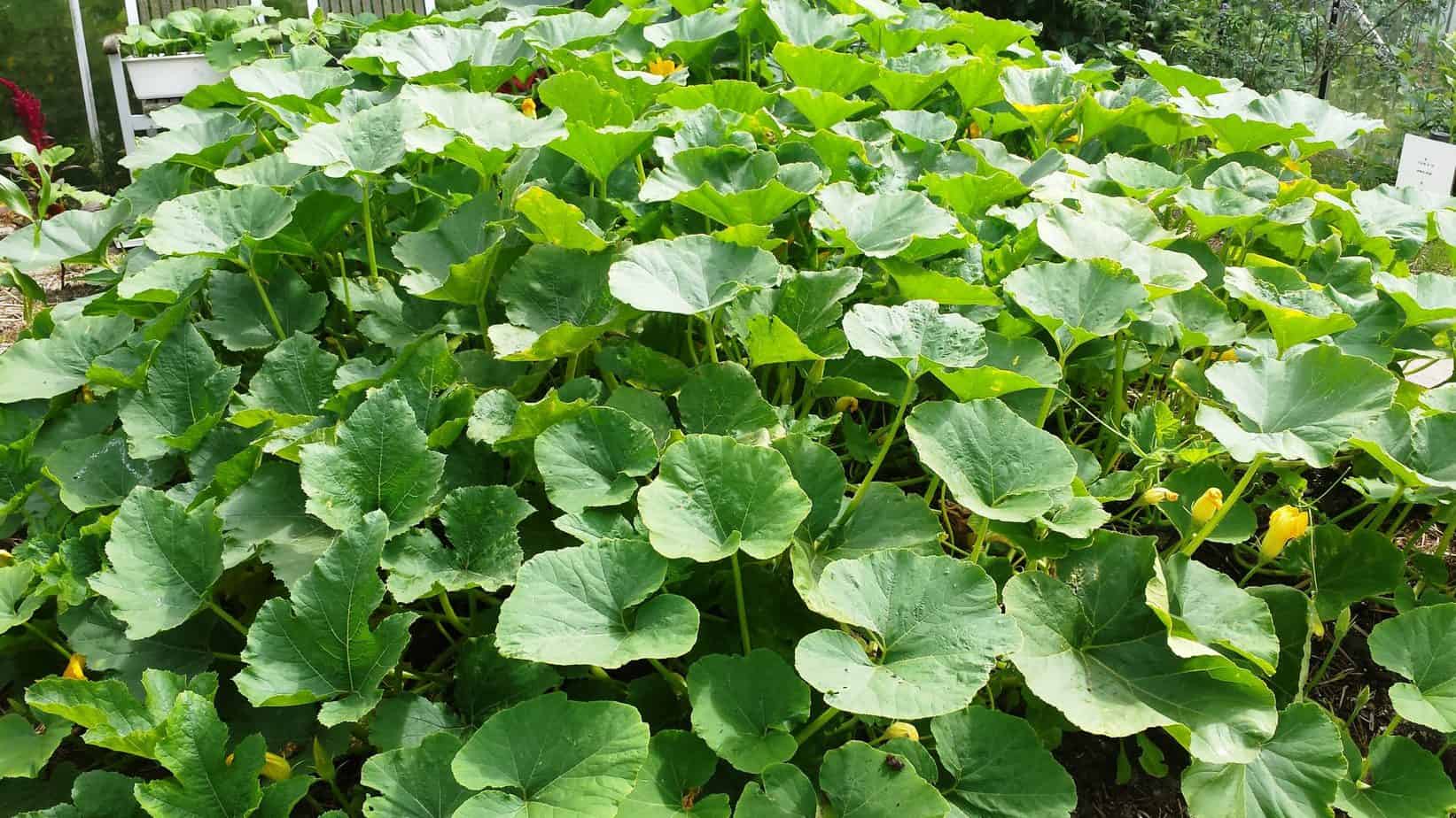 bovenste arm Bijna dood Pompoen - Diana's mooie moestuin