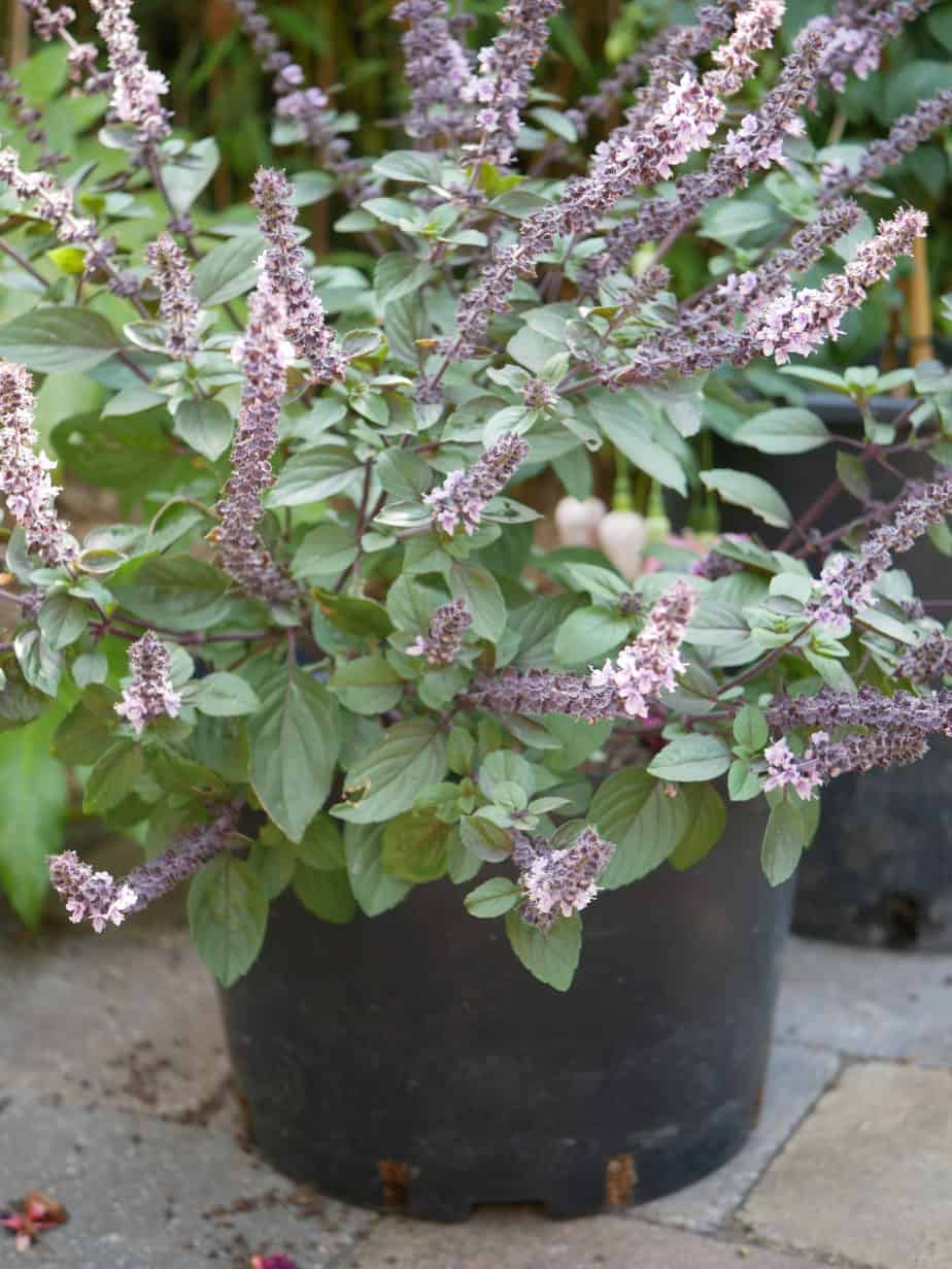 Basilicum African Blue Basil