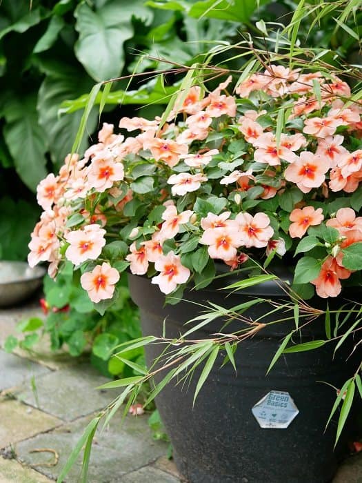 verzameling beet Uitdaging Bloemen in potten - Diana's mooie moestuin