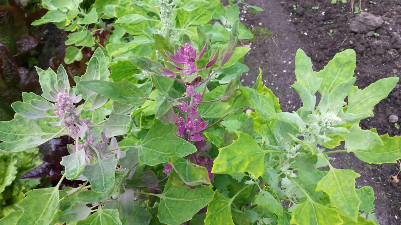 Quinoa bloempjes