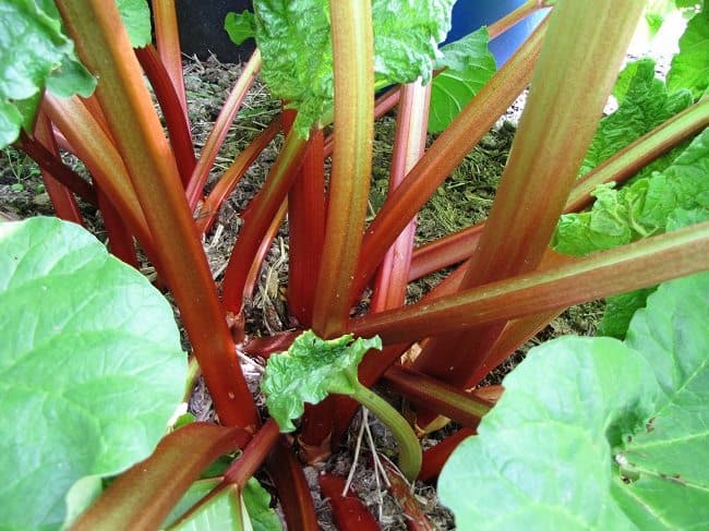 Onze 'groene' rabarber, ook wel rood, maar verlopend naar groen, en veel meer maar vooral veel grotere en dikkere stelen, soms wel tot 300 of 400 gram per stengel
