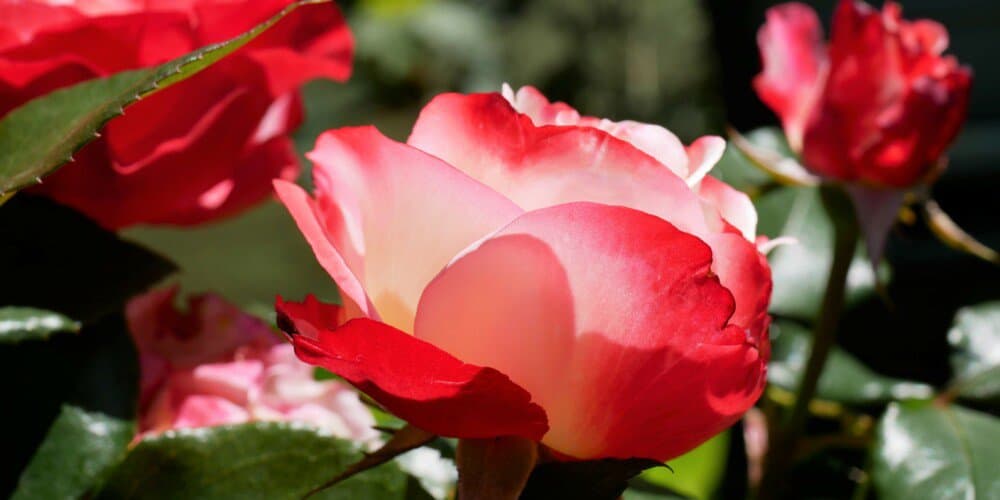 Attent Mammoet laag Over rozen - Diana's mooie moestuin