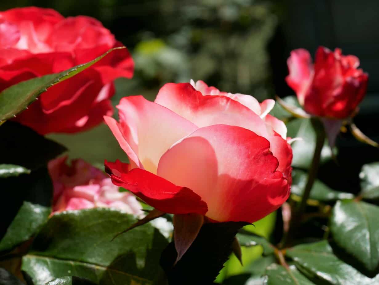 Oxide wakker worden Buitenshuis Over rozen - Diana's mooie moestuin