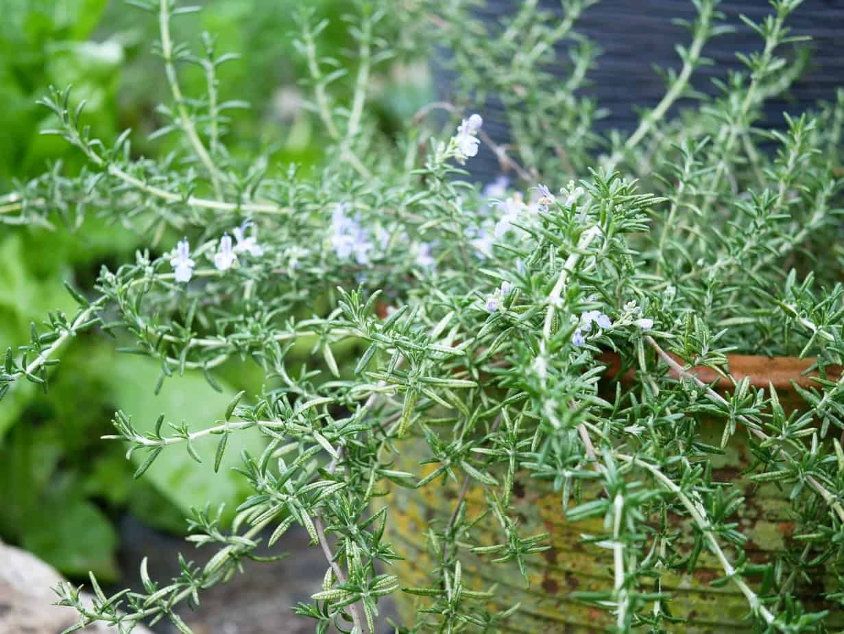 Rozemarijn - mooie moestuin