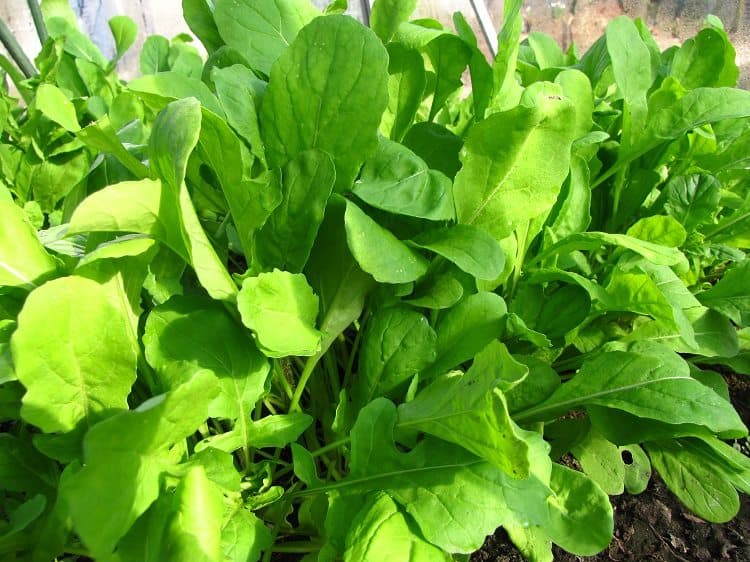 rucola oogsten