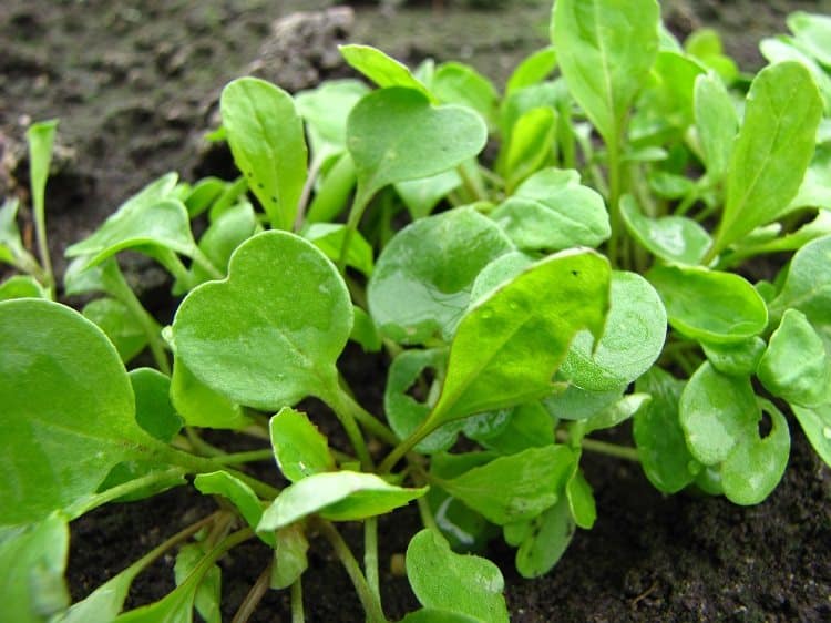 Zeggen Jood droog Rucola - Diana's mooie moestuin