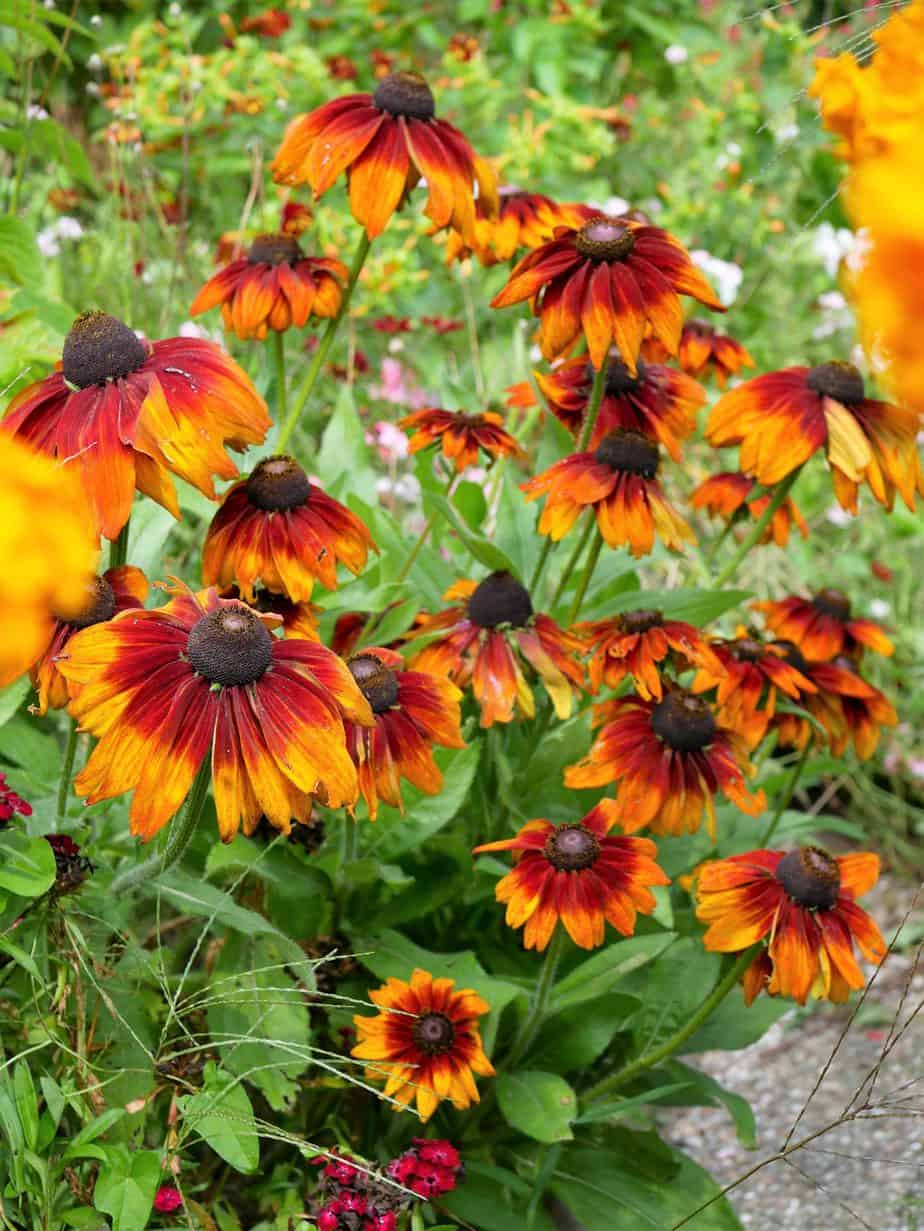 Rudbeckia hirta Cappuccino