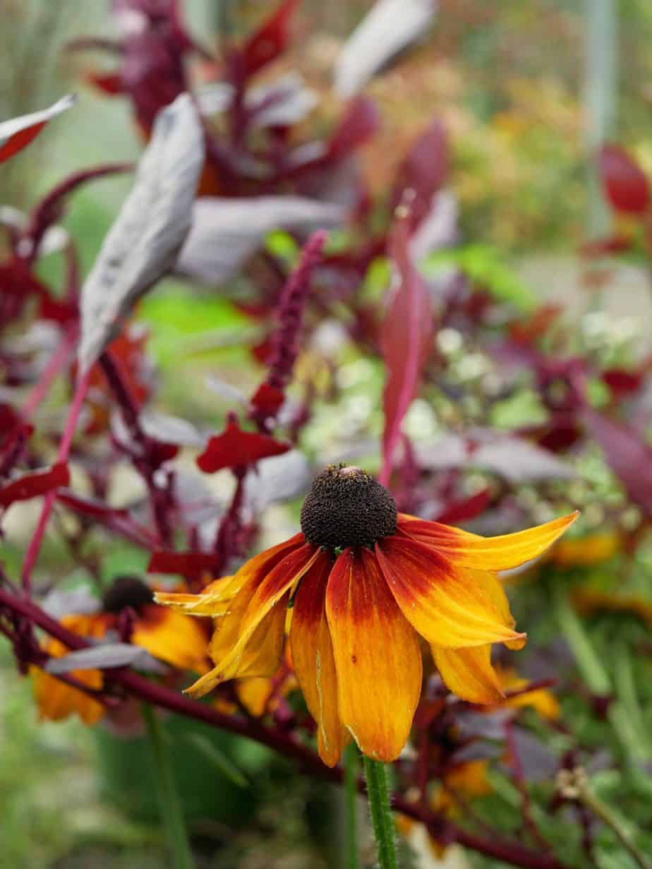 Rudbeckia en Amaranthus