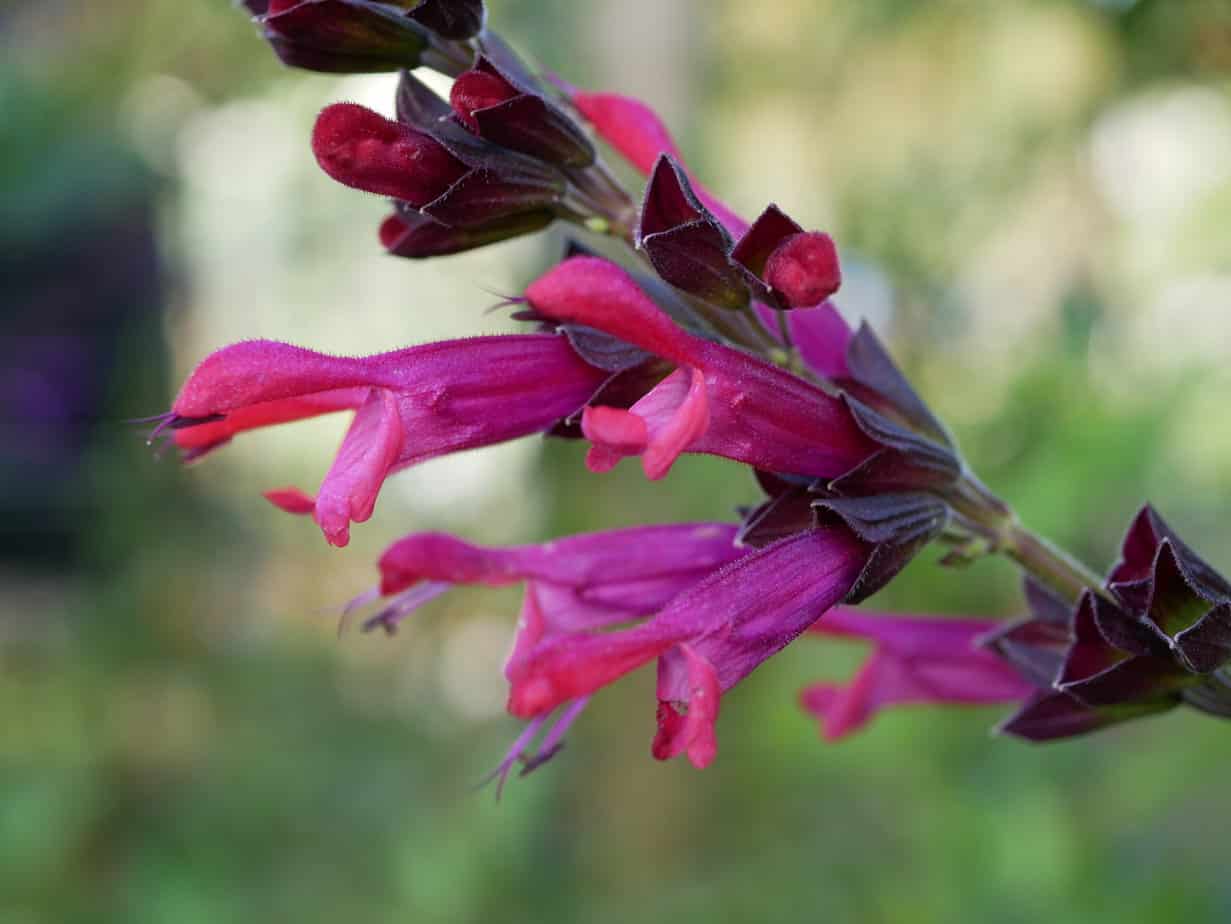 Salvia Amante