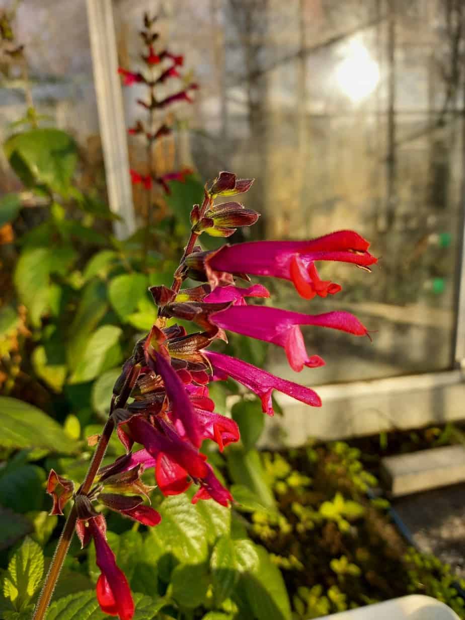 Salvia Amante