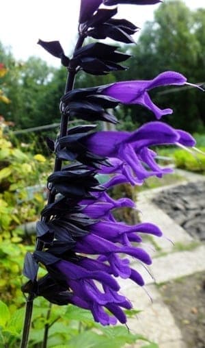 Salvia Amistad