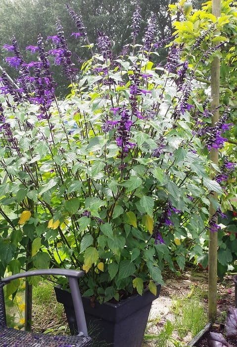 verzameling beet Uitdaging Bloemen in potten - Diana's mooie moestuin