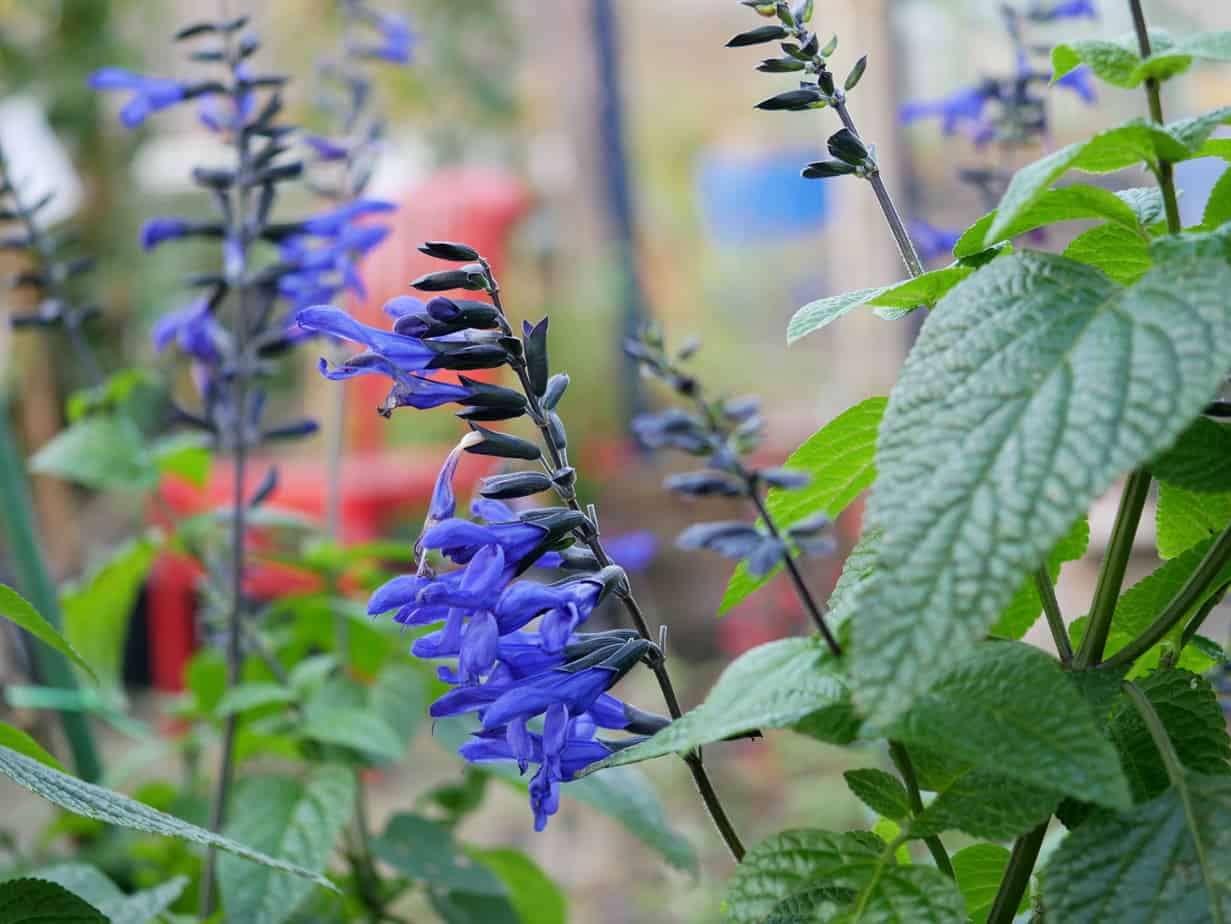 Salvia Black & Blue