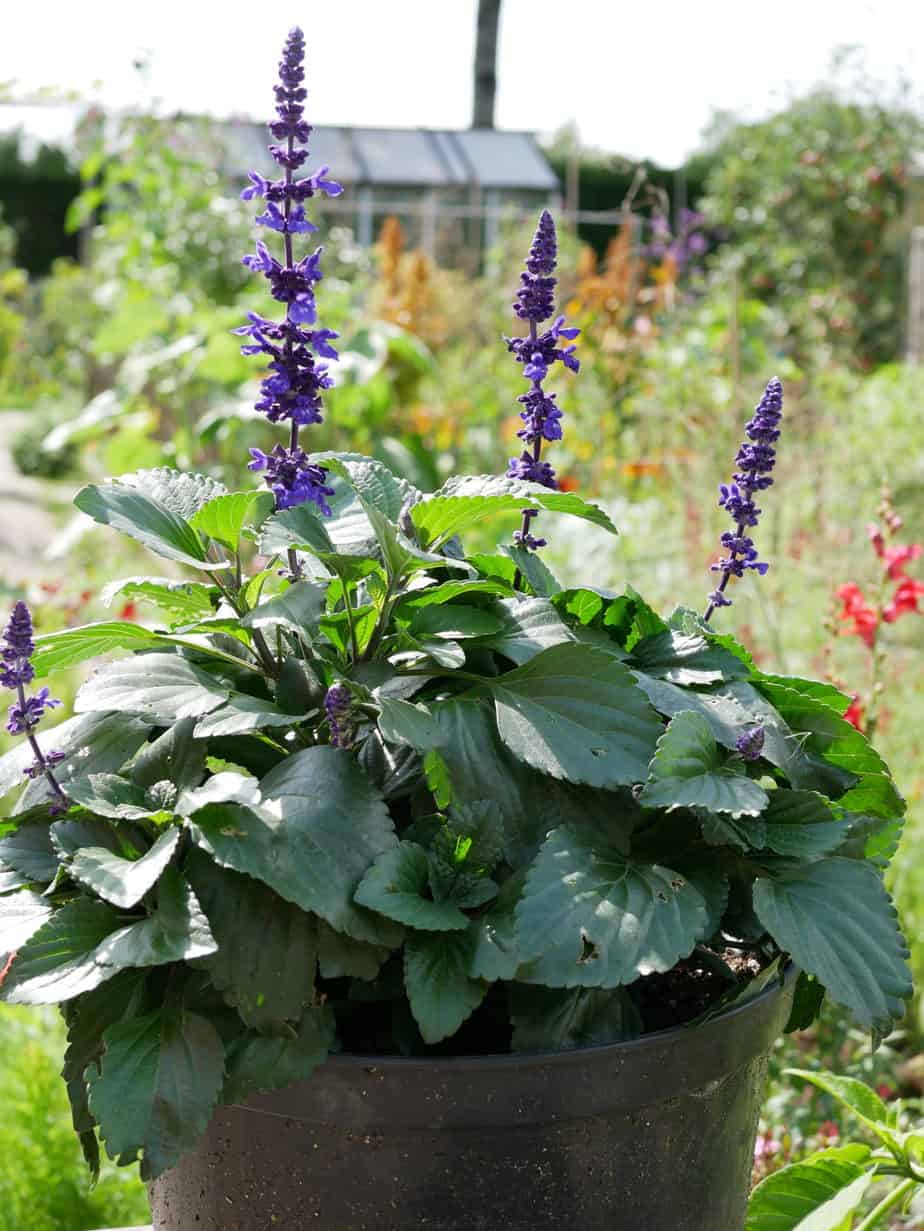 Salvia Mystic Spires Blue